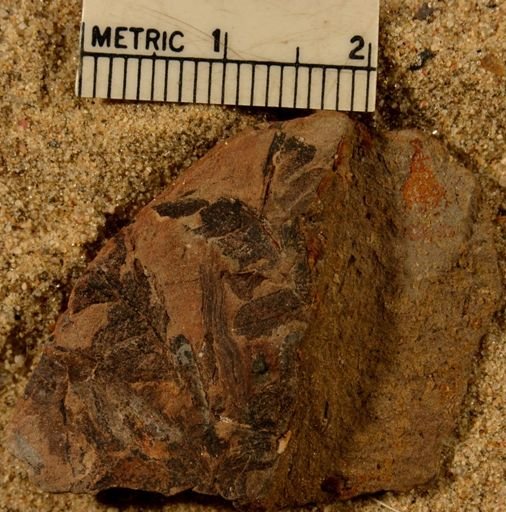 Pecopteris