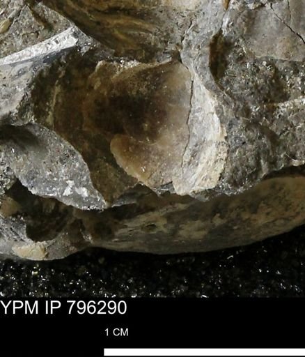 undet. Bivalvia