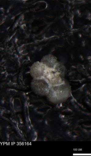 undet. Foraminiferida