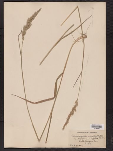 Calamagrostis cinnoides