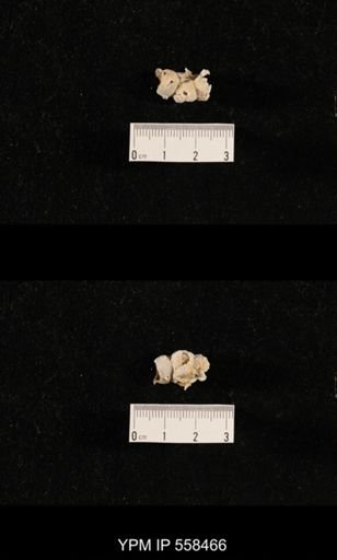 Girtycoelia sp.