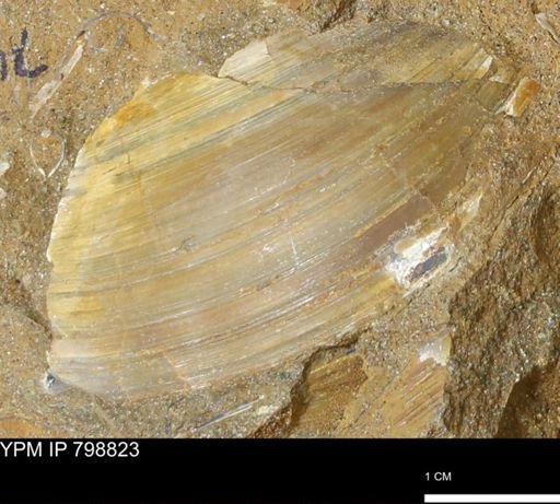 Cucullaea sp.