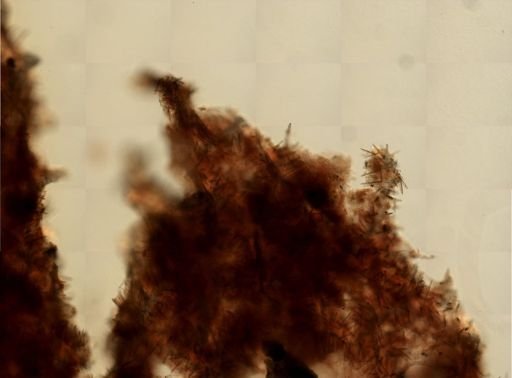 Agelas sp.