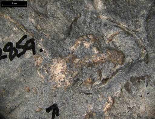 Aplocoma damesii