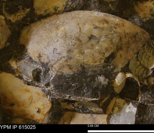 undet. Mollusca