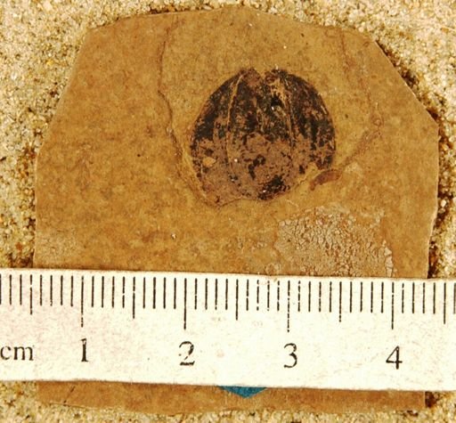 Firmianites aberrimus