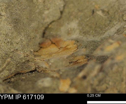 undet. Mollusca