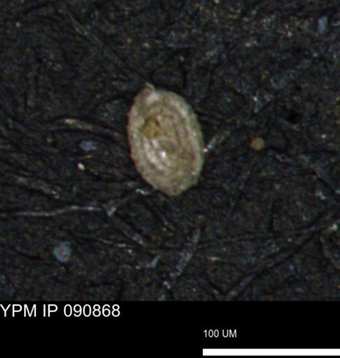 Spirolocammina planula