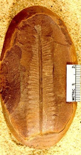 Pecopteris