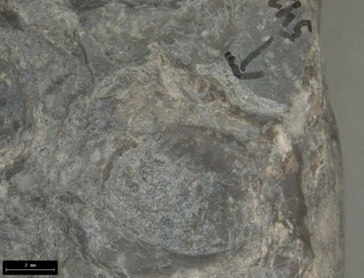 Aplocoma damesii