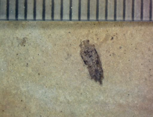 undet. Hemiptera