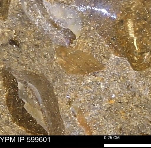Protocardia subquadrata