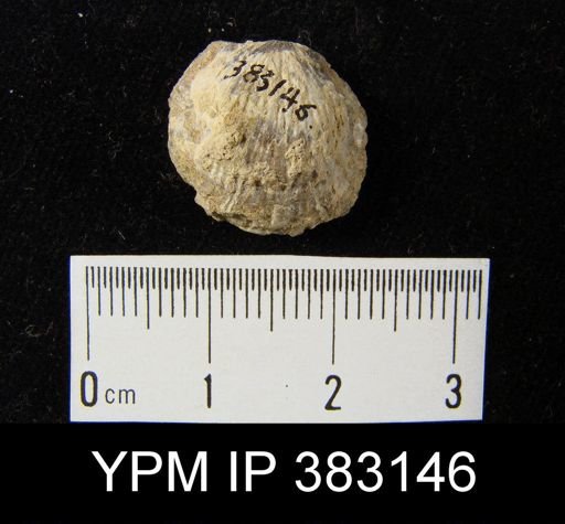 undet. Brachiopoda