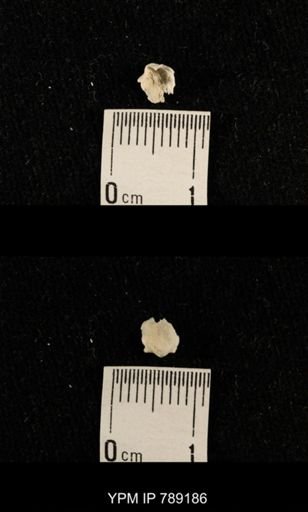 undet. Brachiopoda
