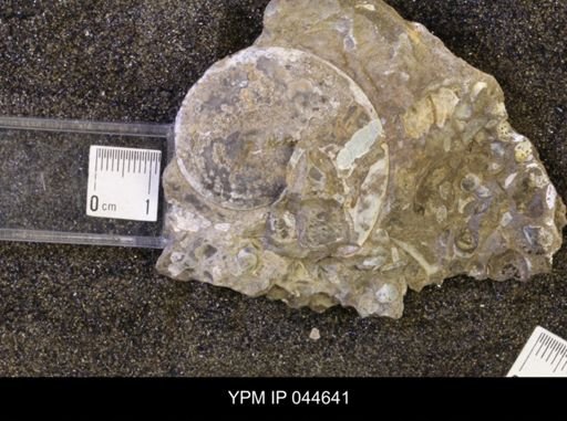 Sphenodiscus lenticularis