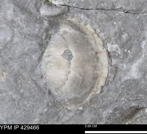 Devonochonetes sp.