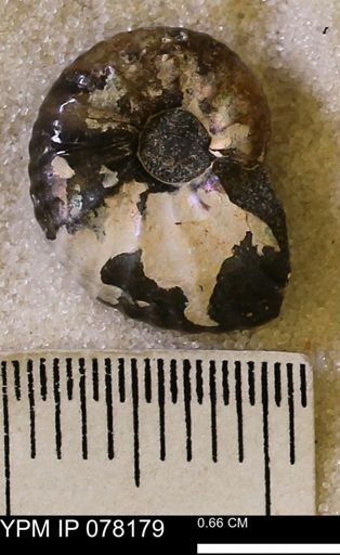 undet. Scaphitidae