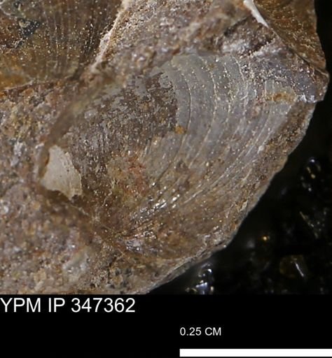 undet. Bivalvia