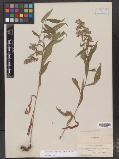 Symphyotrichum lateriflorum