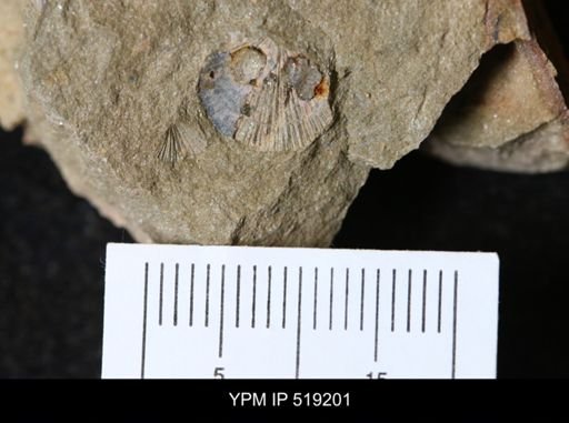 undet. Dalmanelloidea