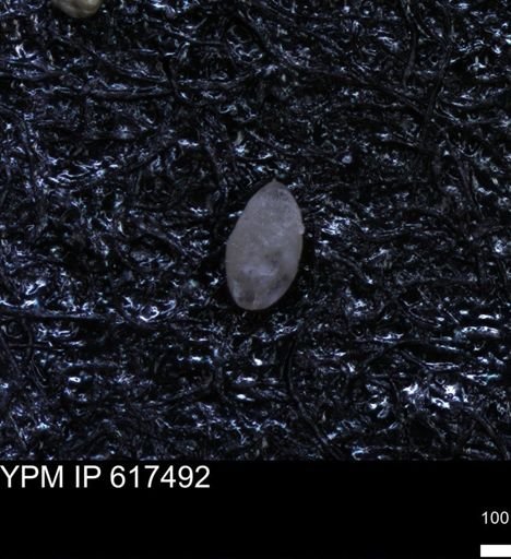 undet. Ostracoda