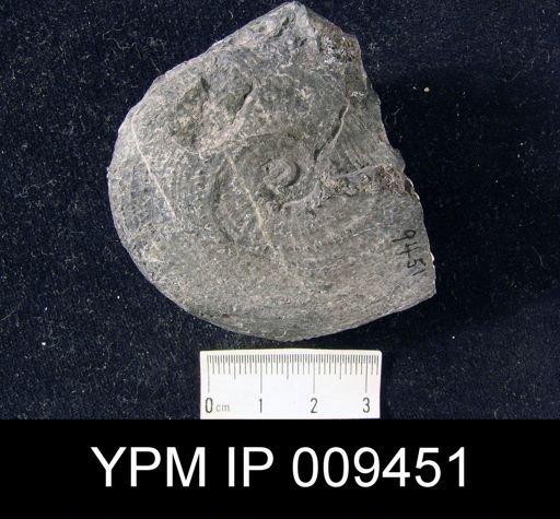 Trachyceras lecontei