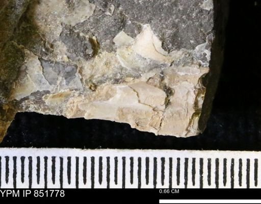 undet. Inoceramidae