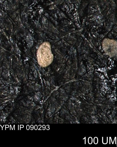 Spirolocammina planula