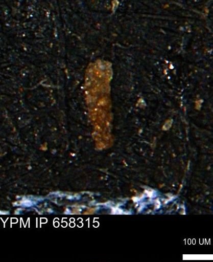 Verneuilinoides kansasensis