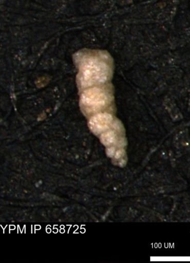 Verneuilinoides kansasensis