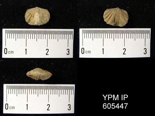 Platystrophia?