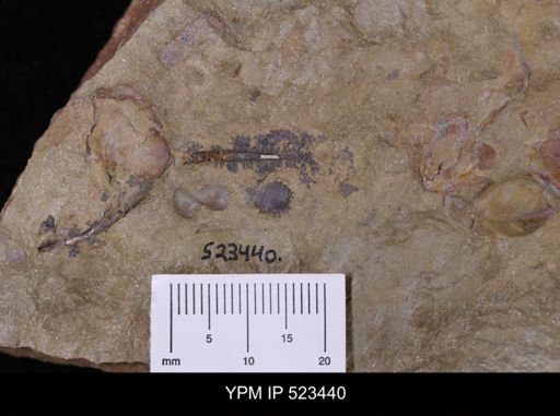 undet. Bivalvia