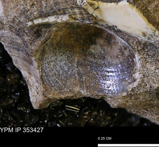 undet. Bivalvia