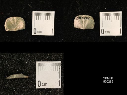 Mesolobus mesolobus decipiens