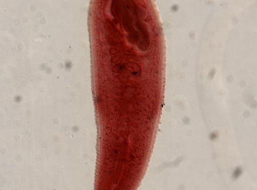 Platyhelminthes