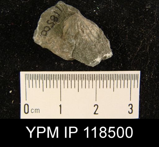 Camarotoechia squamifera