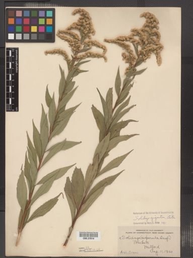 Solidago gigantea