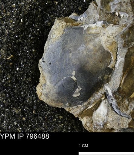 Phelopteria