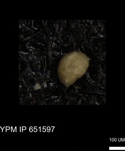undet. Foraminiferida