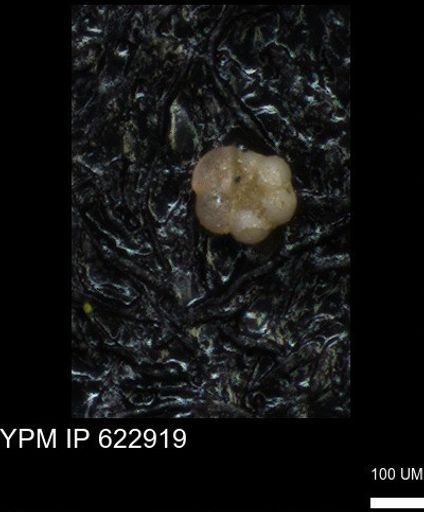 undet. Globorotaliidae