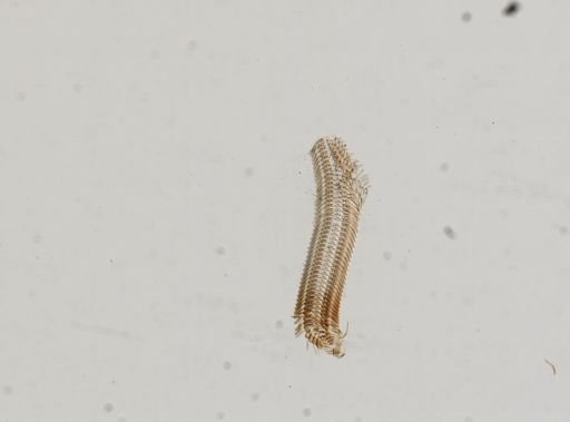 Somatogyrus subglobosus