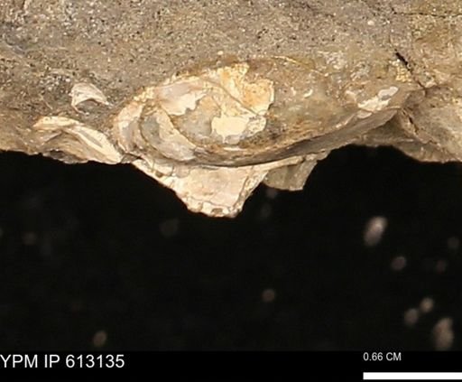undet. Mollusca