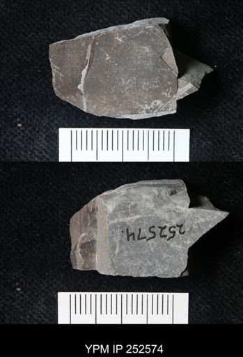undet. Eurypterida