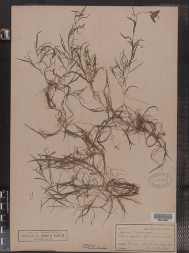 Potamogeton spirillus