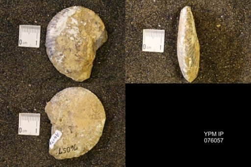 Hoploscaphites birkelundi