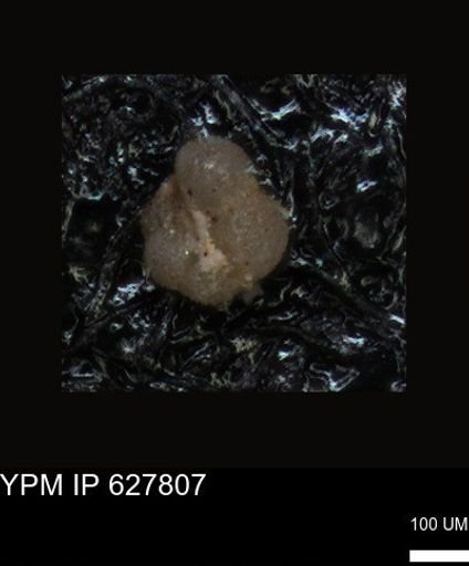 undet. Foraminiferida