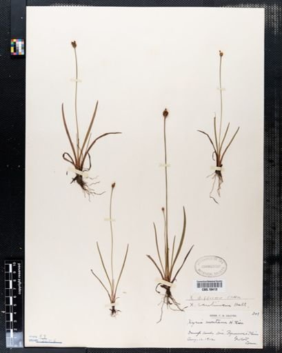 Xyris difformis
