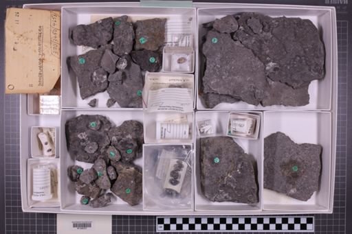 mixed taxa, stratigraphic collection