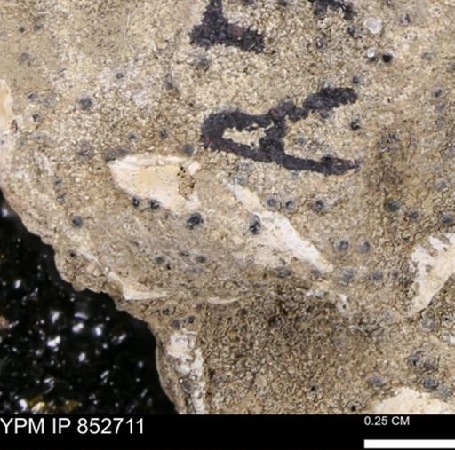 undet. Bivalvia