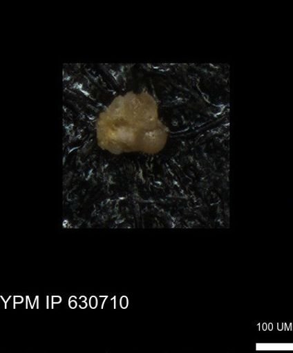 undet. Foraminiferida